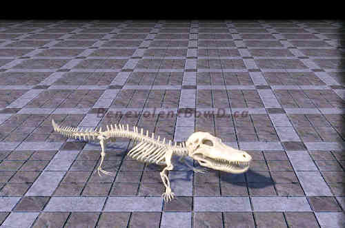 crocodile skeleton complete